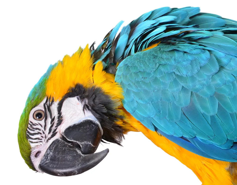 shutterstock 151624634
